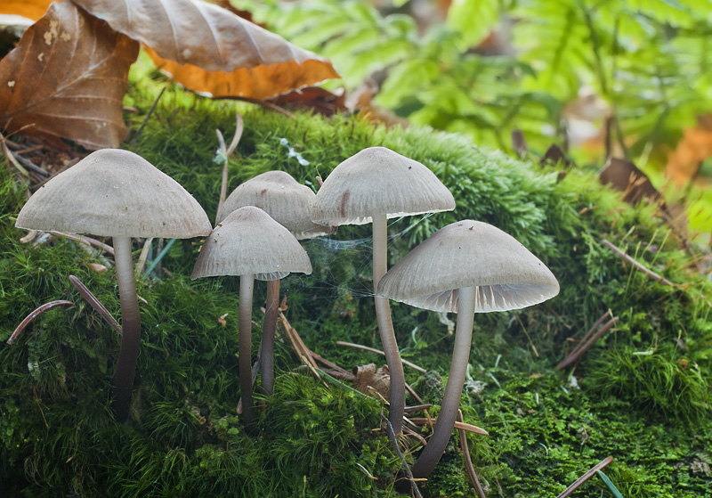 Mycena maculata